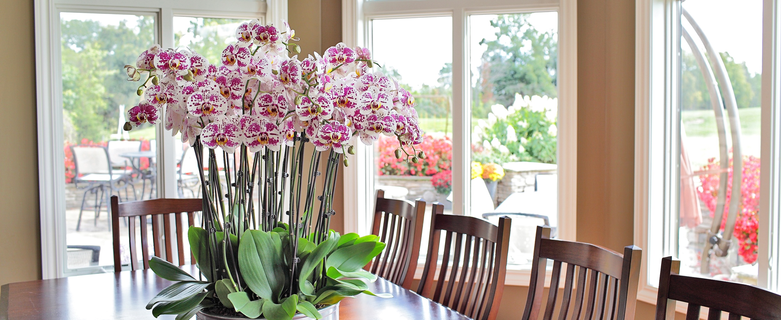 Orchid sitting on table