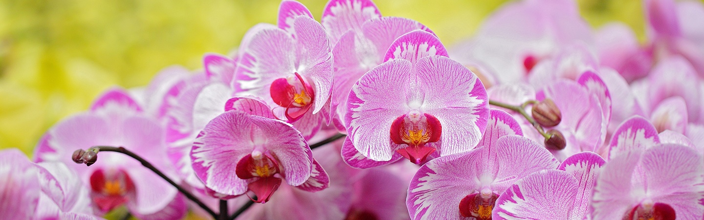 Orchids