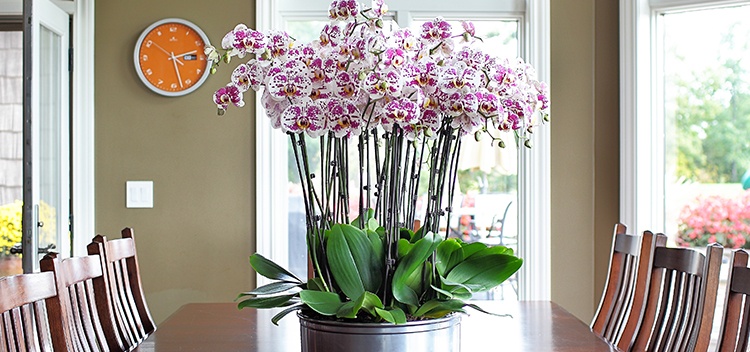 Orchids on table
