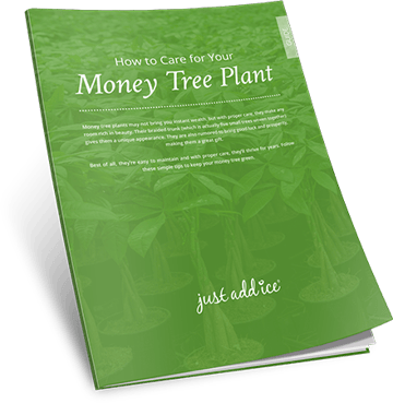 Money Tree Care Guide