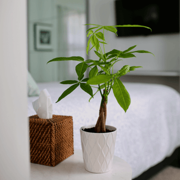 Money Tree Mistakes-1