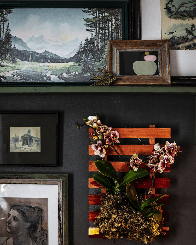 Mounted Orchid DIY Orchid Mounting Blog 