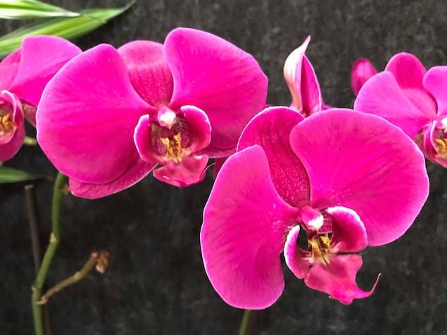 National-Orchid-Day-closeup