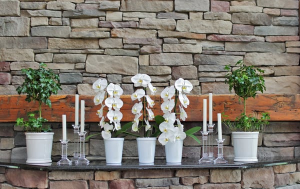waterfall orchid special occasion