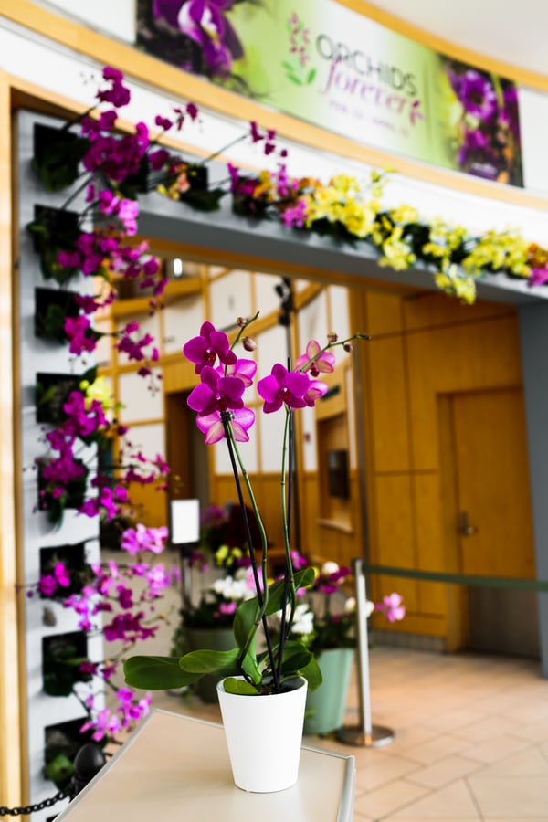 OrchidsForever21