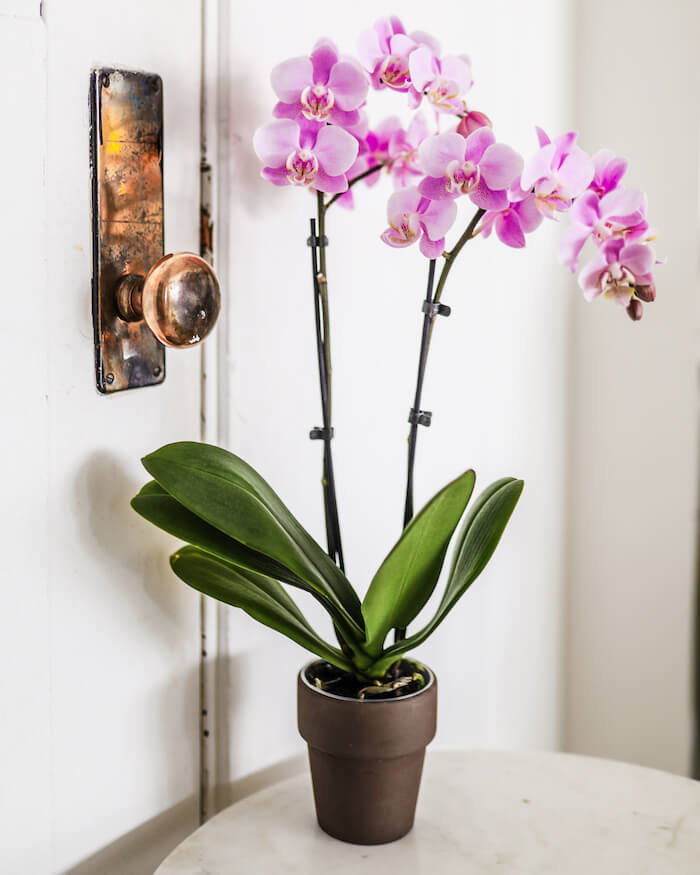 Pink Orchids Baby Shower 1