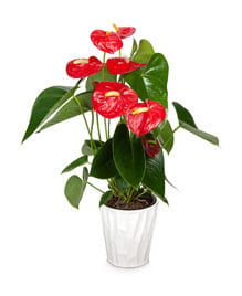 Shop-Anthurium-1