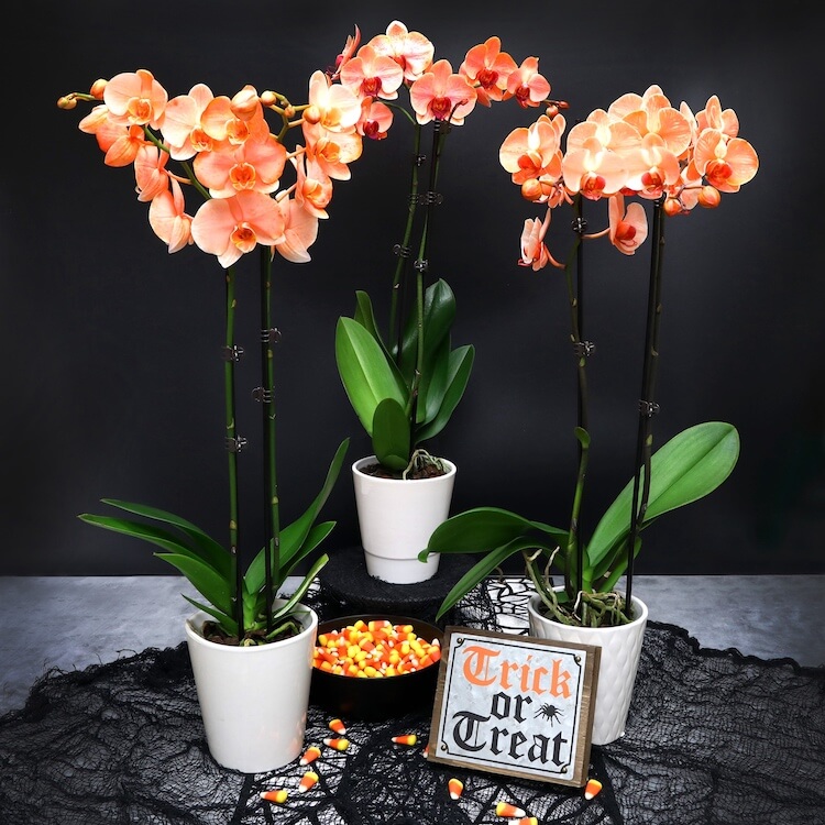 Trick Or Treat Orange Orchids