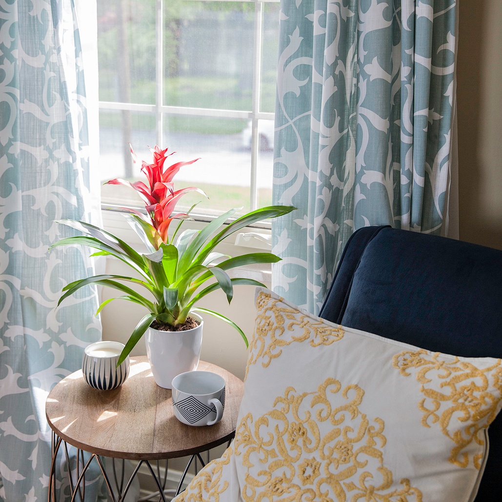 Do Bromeliads Rebloom?