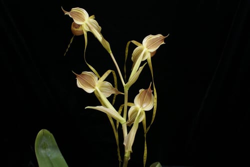 Types-of-orchids-Paphiopedilum