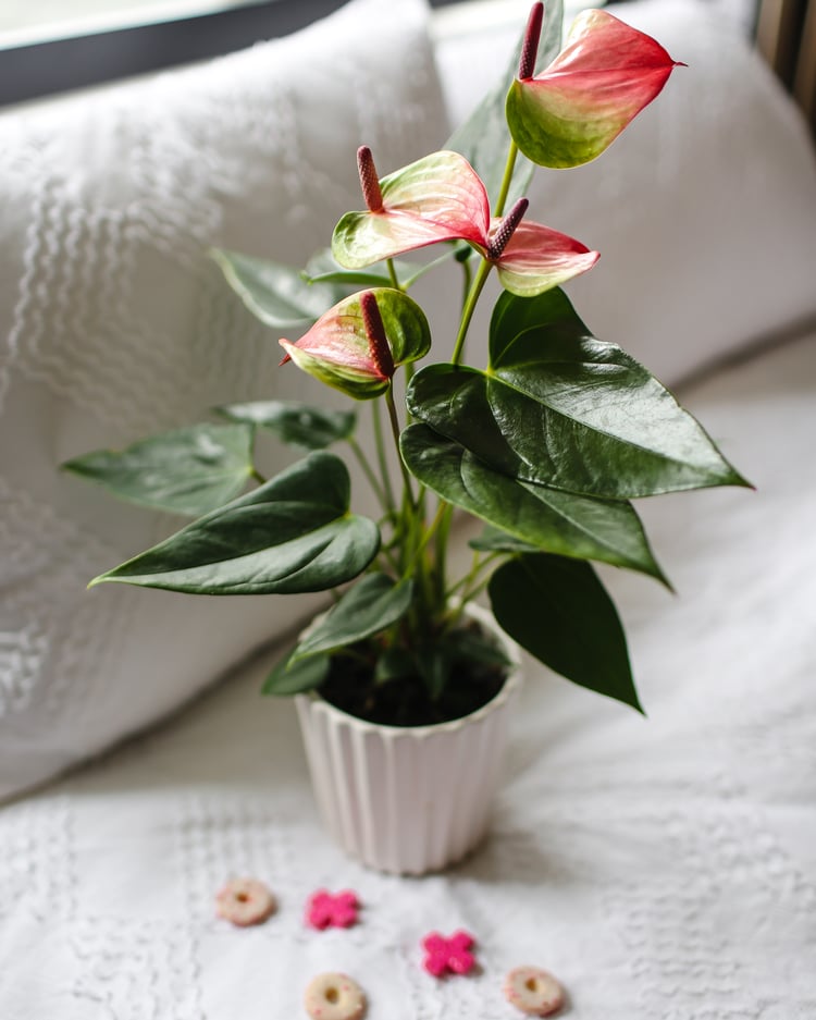 5 Plants That Symbolize Love for Valentine's Day