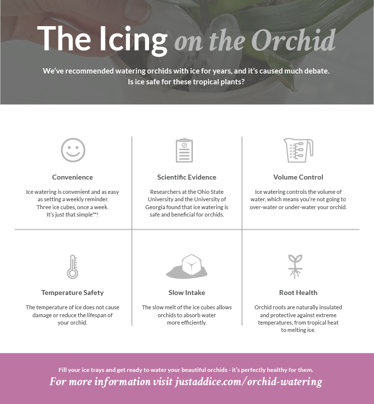 Watering Orchids With Ice Cubes 3 Big Myths Busted By Research