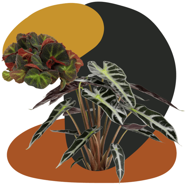 Website_Graphic__Harvest_Moon_SQ
