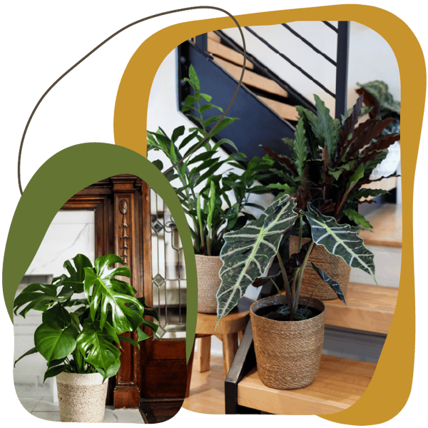 Website_Graphic__Large-Foliage-SQ Website_Graphic__Large-Foliage-SQ