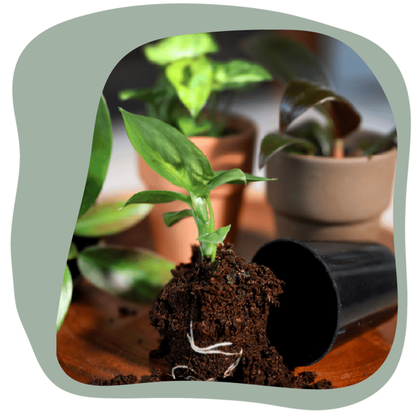 Website_Graphic__Mini_Foliage_SQ