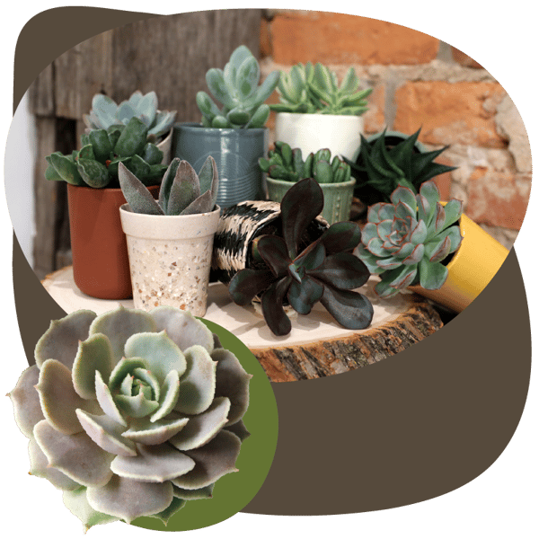Website_Graphic__Mini_Succulents_SQ