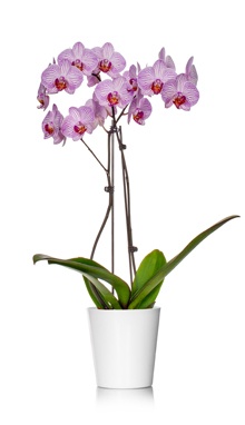 Classic Orchid