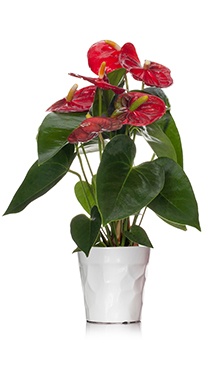 Anthurium