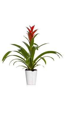 Bromeliad