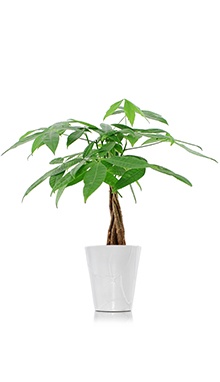 Money Tree