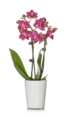 Mini Orchid
