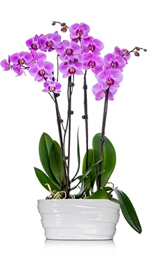 Orchid Planter