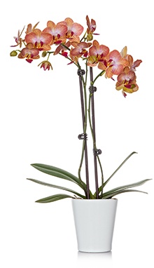 3-Inch Orchid
