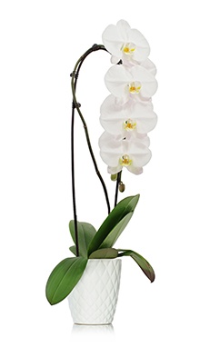 Waterfall Orchid