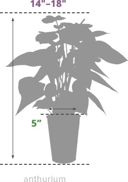 Size Guide Anthurium