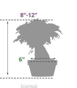 Size Guide Bonsai