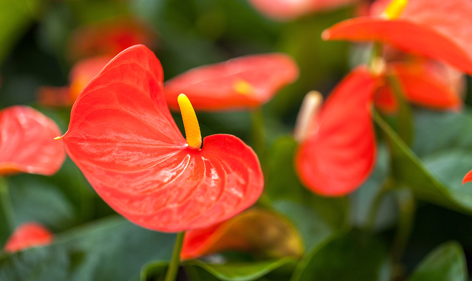 coloroption-anthurium-orange