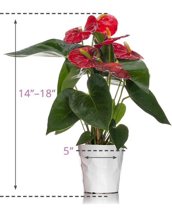 Anthurium Plants Just Add Ice Orchids