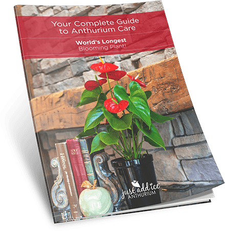 Anthurium Care Guide