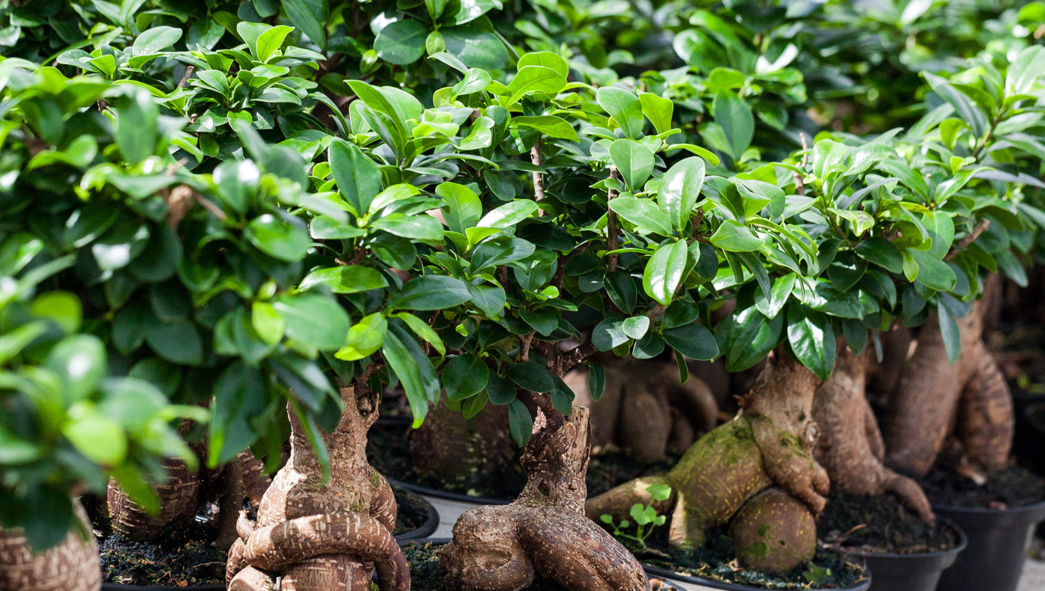 Bonsai