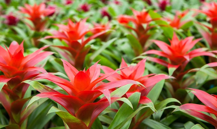 coloroption-bromeliad-red-guzmania.jpg