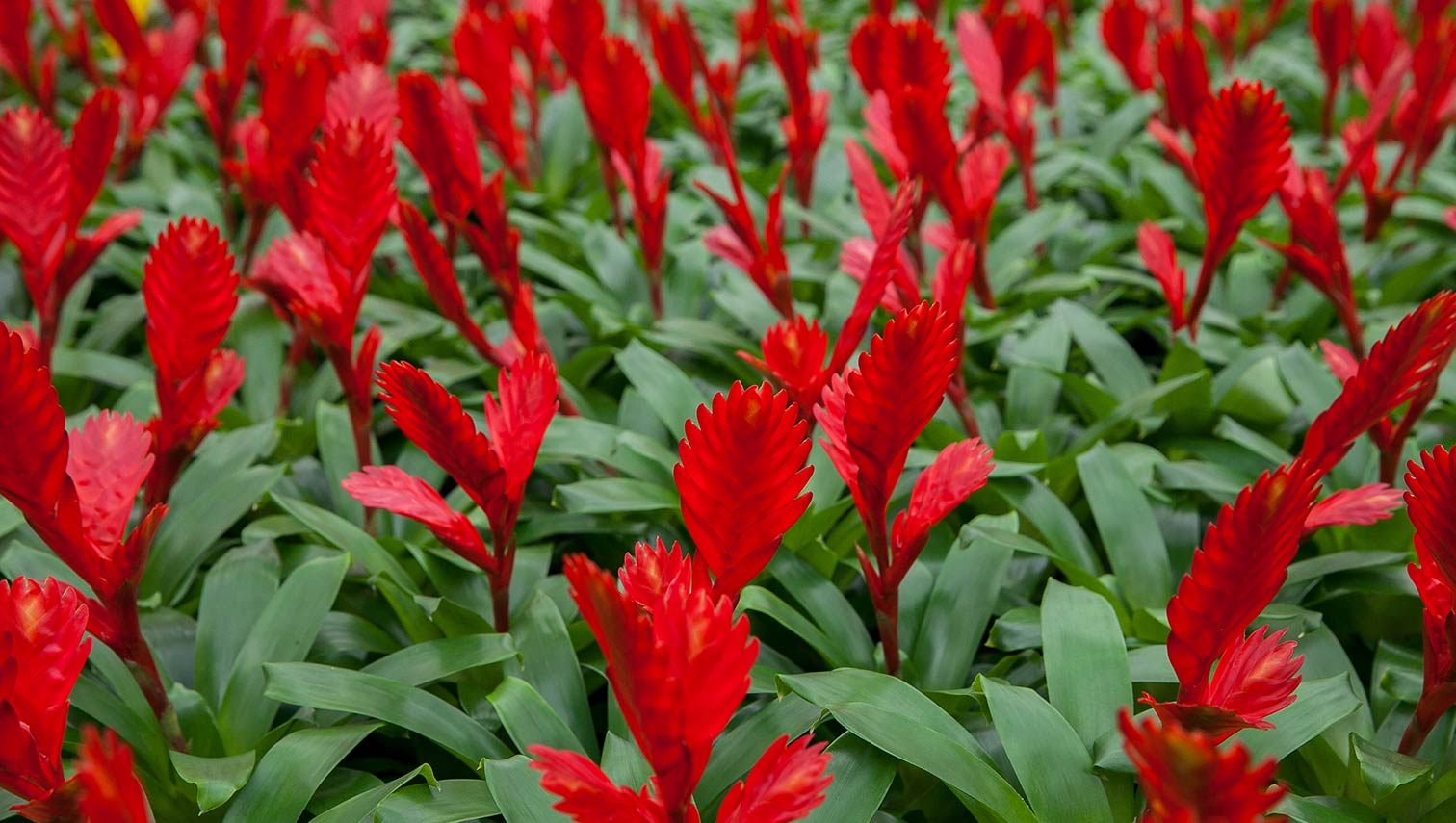 Bromeliad