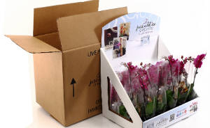 orchid-retail-trends.jpg