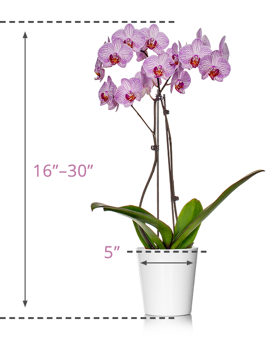 Classic Orchid Size Guide
