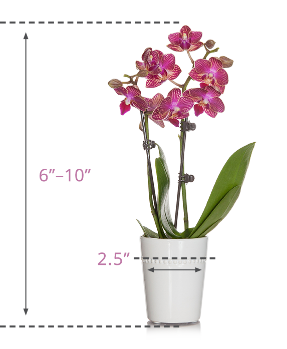 Mini Orchid Size Guide
