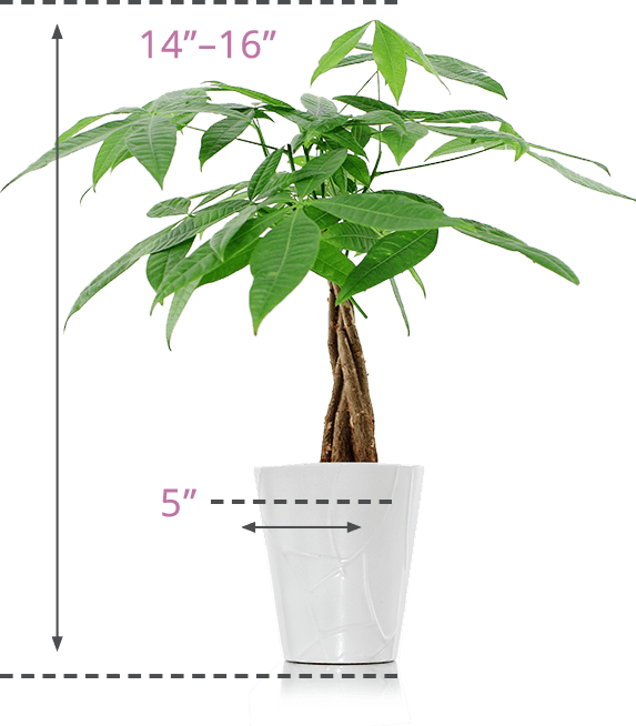 Money Tree Plants | Just Add Ice Orchids
