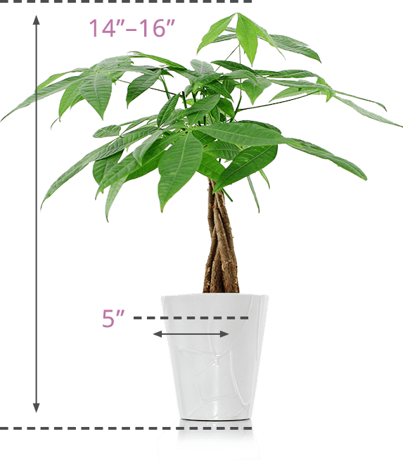 Moneytree-Size