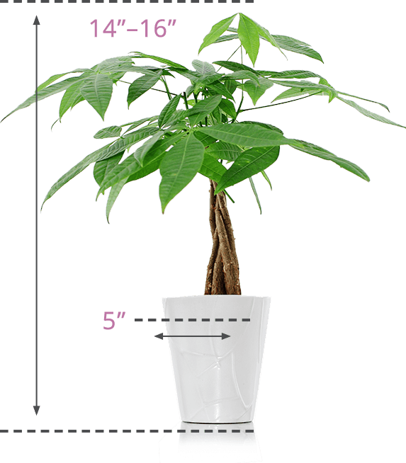 Money Tree Plants | Just Add Ice Orchids