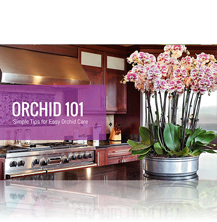 Orchid 101 Simple Tips for Easy Orchid Care