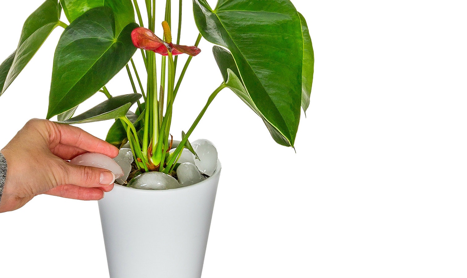 Anthurium Plants Just Add Ice Orchids