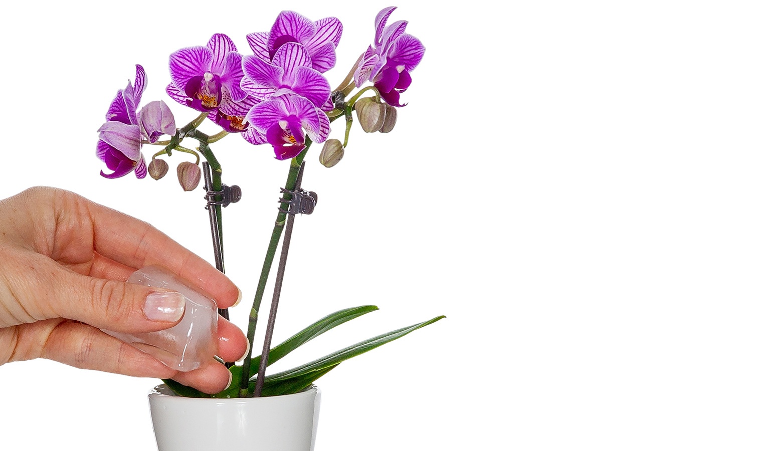 Mini Phalaenopsis Orchids Just Add Ice Orchids