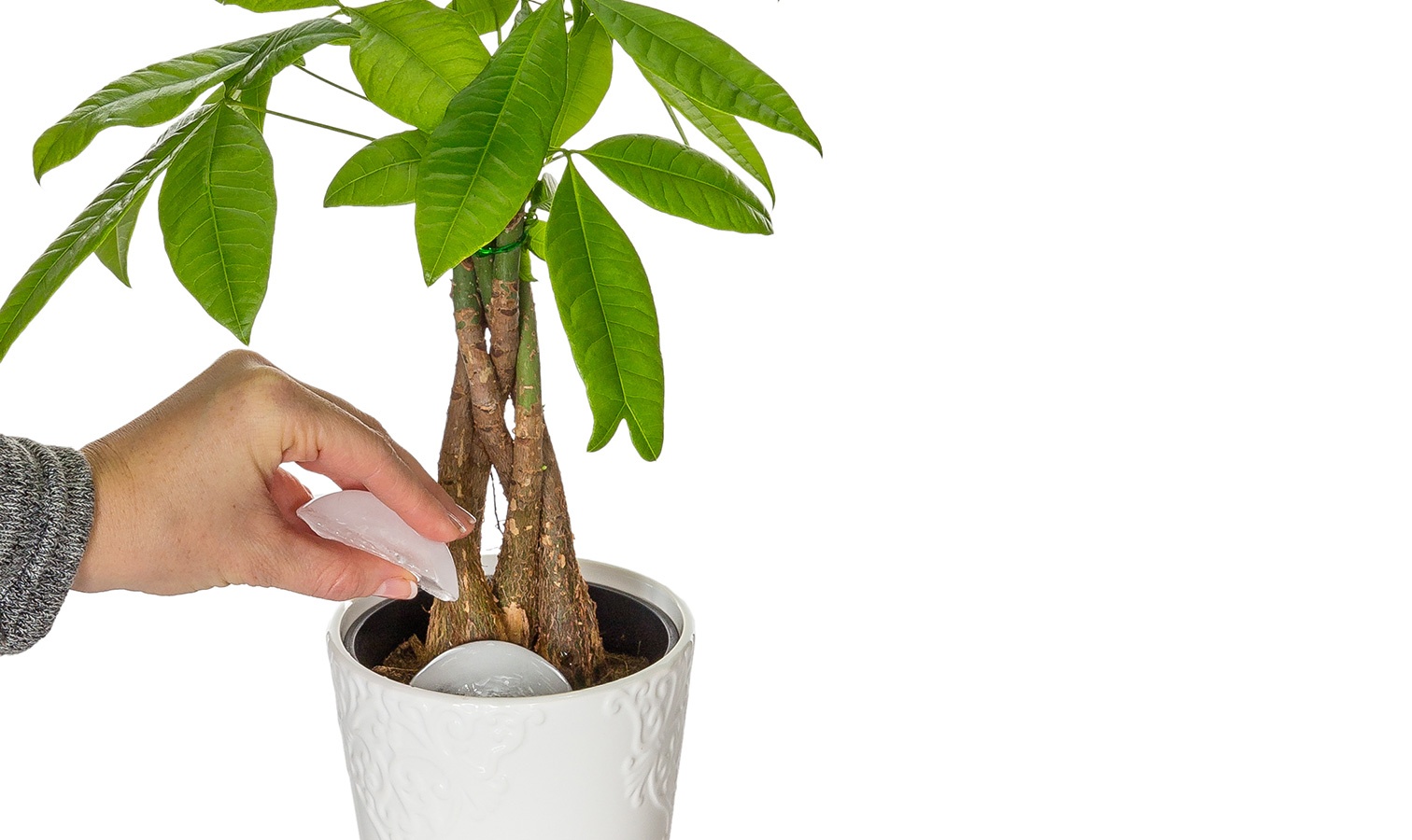 watering-bg-moneytree.jpg