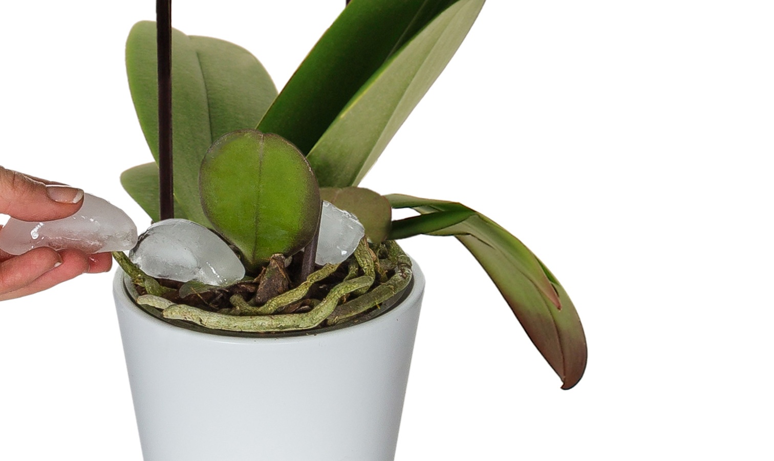 Waterfall Orchids Just Add Ice Orchids