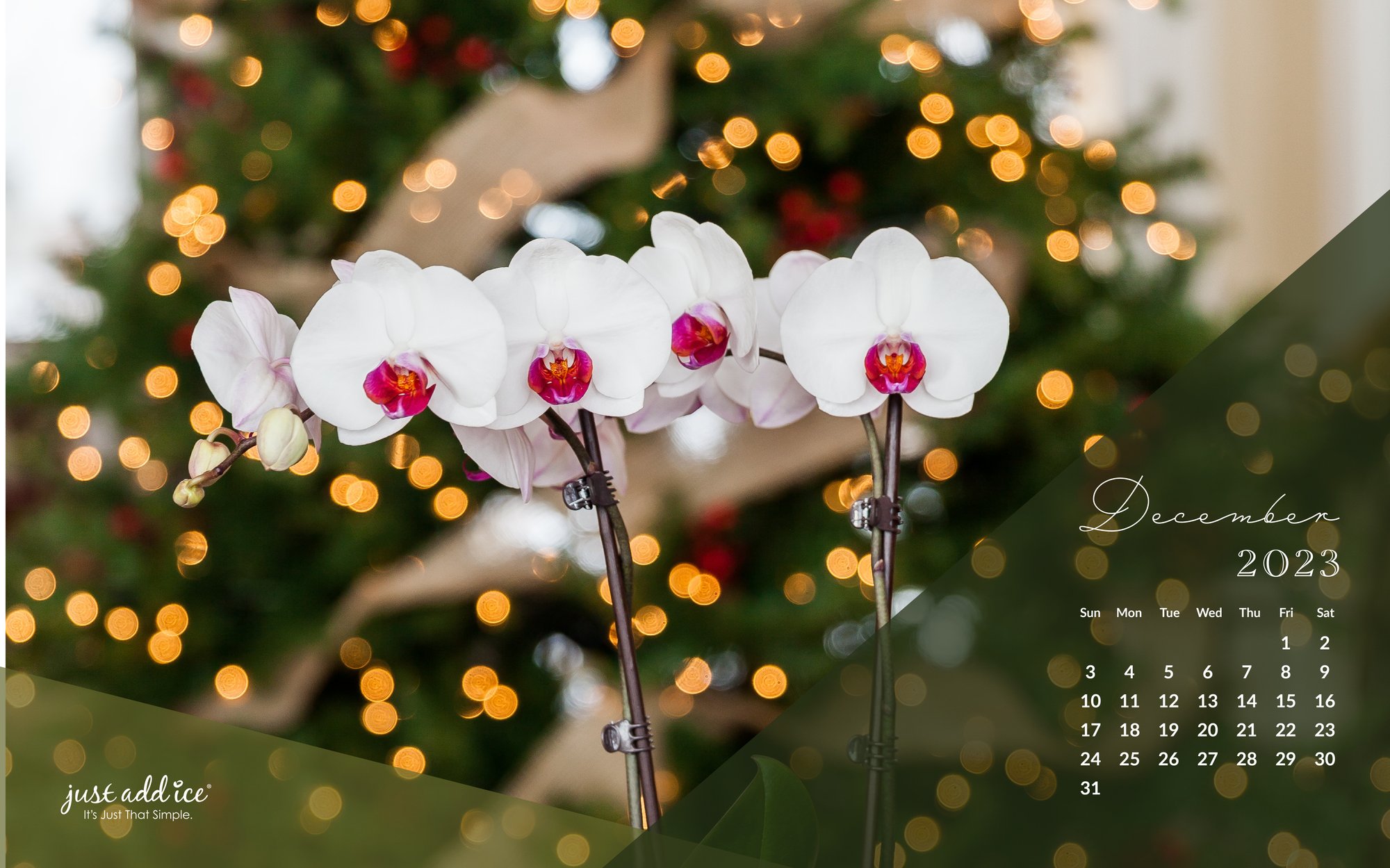 English Watering Reminder December 2023