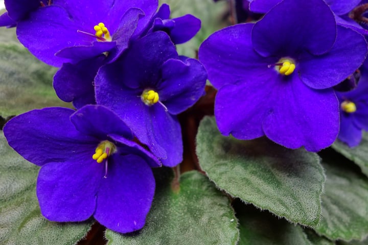 African_violet.jpg