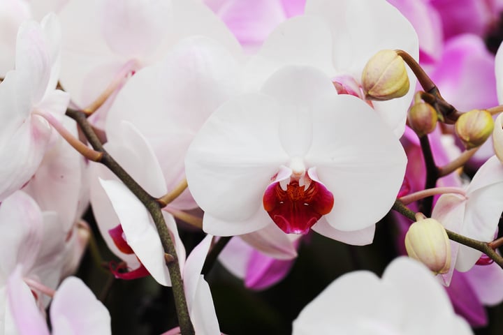 Orchid.jpg